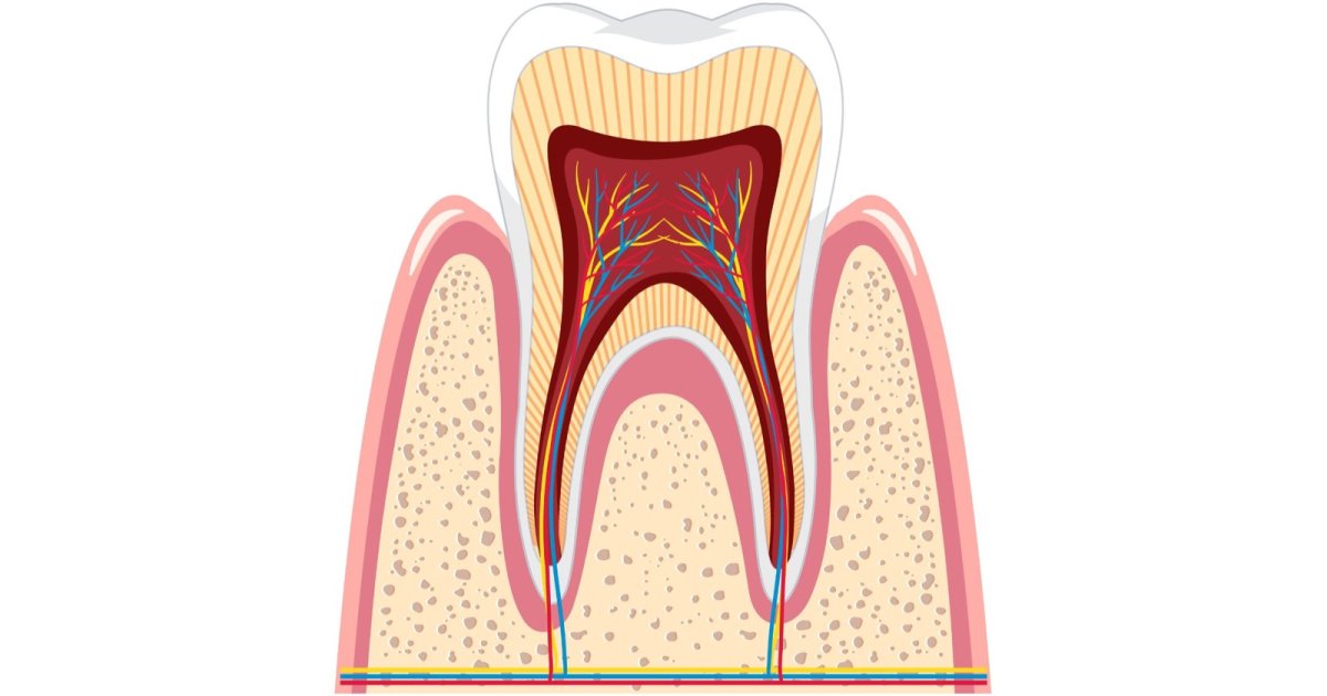 Cross-section diagram of a tooth showing enamel, dentine and pulp in Gordon